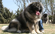 高加索犬是哪个国家的犬种