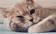 耳螨传染别的猫吗怎么传染