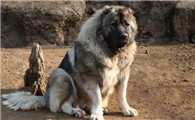 高加索犬是禁养犬吗