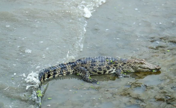 黄浦江畔惊现鳄鱼?警方回应:确有其事,仍在抓捕中 黄浦江畔惊现鳄鱼?警方回应:确有其事,仍在抓捕中