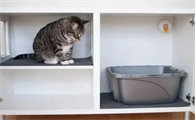 猫咪在不通风的房间会死吗