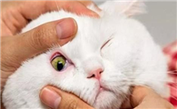 猫咪眼睛红肿流泪睁不开怎么办啊