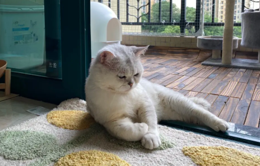 猫屁股有血迹是怎么回事啊