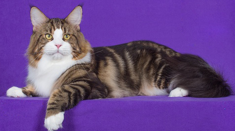 2个月缅因猫什么样子 2个月缅因猫什么样子