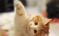 家里的猫咪发情了怎么办
