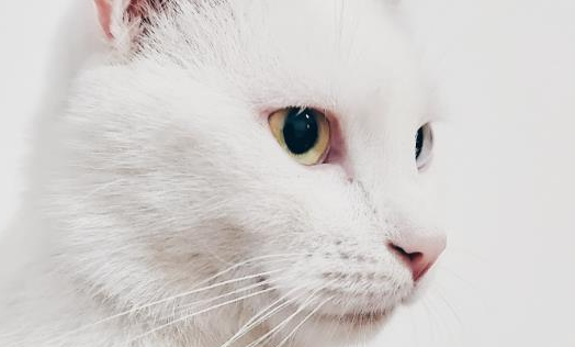 猫毛根部有黑色点点掉毛怎么回事 猫毛根部有黑色点点掉毛怎么回事