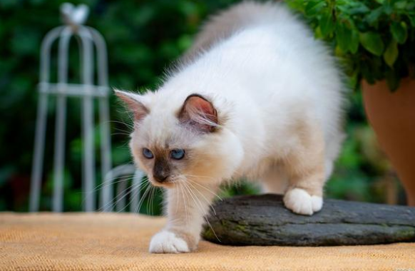 猫拉屎拉的一颗颗的是什么原因 猫拉屎拉的一颗颗的是什么原因