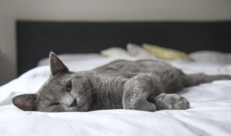 小公猫一年会闹几次猫