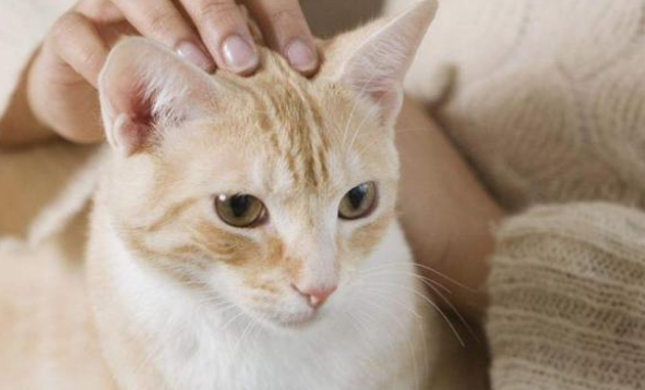怀孕猫咪可以驱虫吗有影响吗 怀孕猫咪可以驱虫吗有影响吗