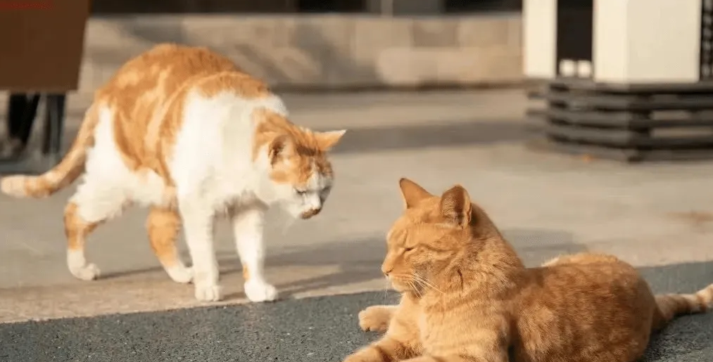 猫突然变得亢奋乱跑是不是狂犬病 猫突然变得亢奋乱跑是不是狂犬病