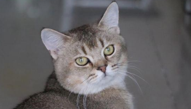 英短蓝猫吃什么不掉毛