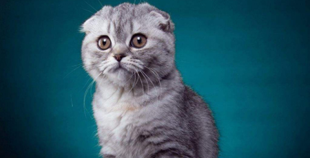 折耳猫是怎么配出来的 折耳猫是怎么配出来的