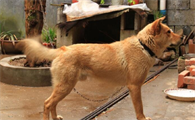 中华田园犬值钱吗?