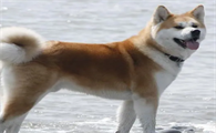 日本秋田犬价格多少钱一只