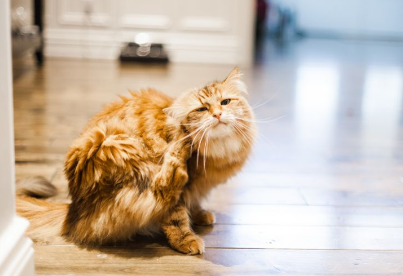 驱虫之后猫为什么会抓挠脖子