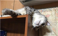 夏天猫咪可以吹空调吗温度设置多少度好