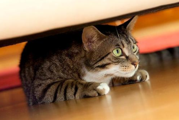 猫突然变得亢奋乱跑是不是狂犬病