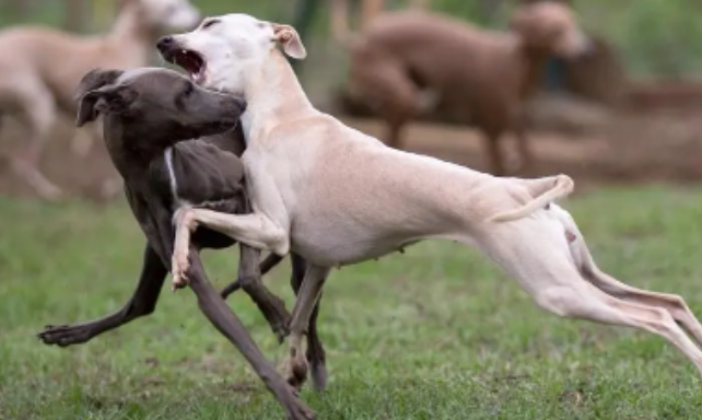 一个月的灵缇犬卖多少钱 一个月的灵缇犬卖多少钱