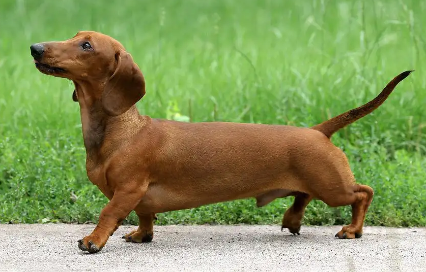 养一只腊肠犬每月成本多少 养一只腊肠犬每月成本多少