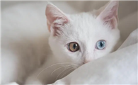 吃什么才能让猫的毛长得好