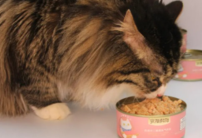 猫可不可以吃狗罐头 猫可不可以吃狗罐头