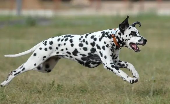 狗狗得了犬瘟在家怎么治疗