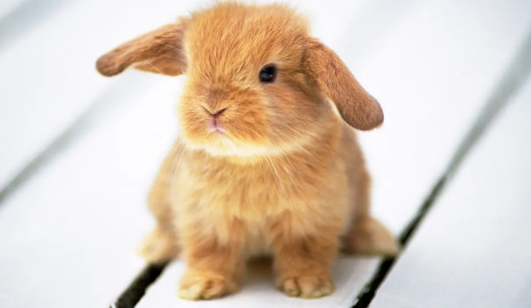 兔子能不能吃西瓜或者西瓜皮