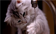 小奶猫身上的跳蚤怎么去除掉