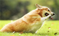 十大最萌的小型犬