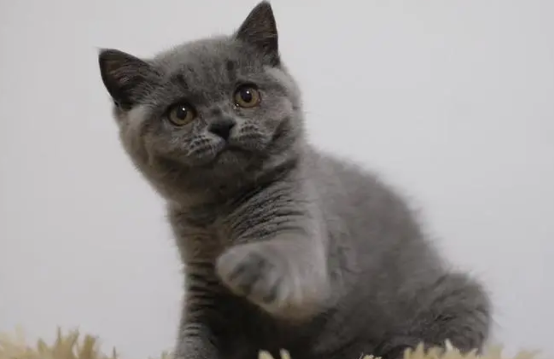 英短蓝猫肚子是不是都大