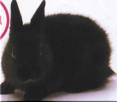 竟有长不大的兔子，这么娇小可爱的磨光兔你心动了吗？