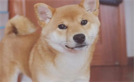 柴犬粘人吗,柴犬脾气好吗