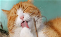猫咳嗽一抽一抽的怎么回事