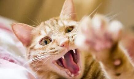 狂犬病是猫先死还是人先死