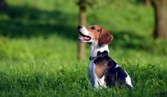 比格犬是哪个国家的品种