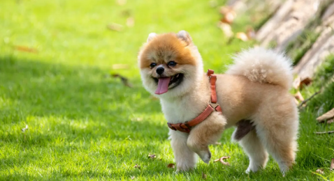 博美犬皮肤病怎么治