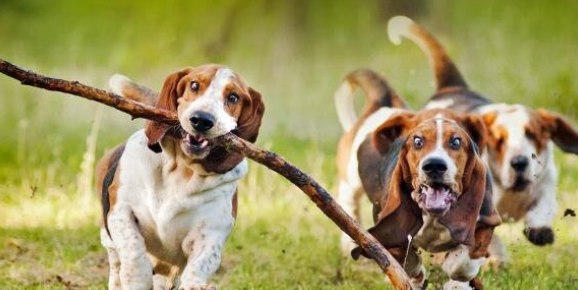 为什么巴吉度那么活泼