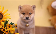 柴犬和萨摩耶哪个好养