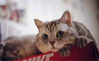 小猫总是流眼泪是怎么回事啊