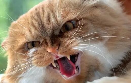 狂犬病猫十天内必死吗