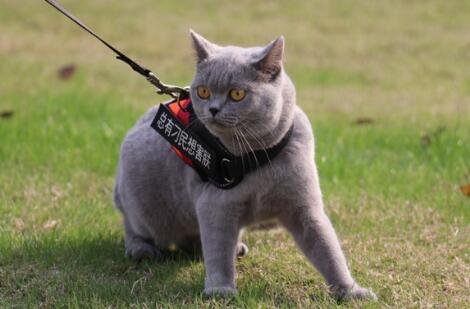 小奶猫有眼屎是怎么回事啊 小奶猫有眼屎是怎么回事啊