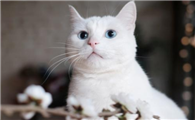 猫咪夏天绝育容易感染吗