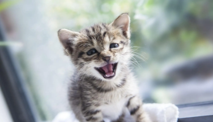 猫咪鼻子里有黄鼻涕有半年了怎么办 猫咪鼻子里有黄鼻涕有半年了怎么办