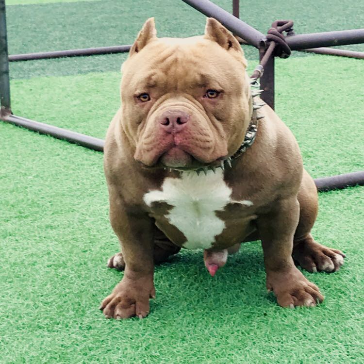 恶霸犬价格多少钱一只 恶霸犬价格多少钱一只