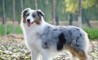 国内哪里可以买到澳洲牧羊犬