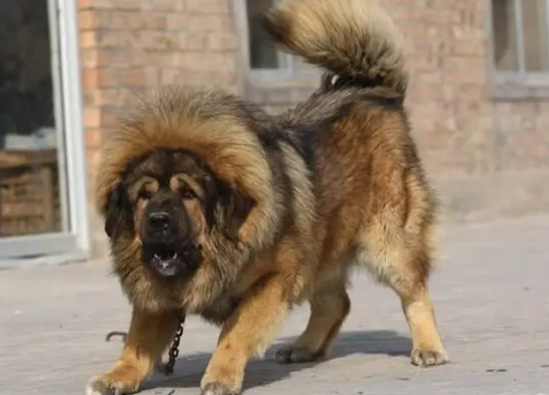 比特犬和藏獒哪个厉害 比特犬和藏獒哪个厉害