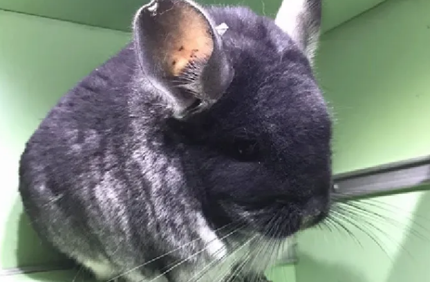 丝绒黑龙猫的训练方法,快点get一下! 丝绒黑龙猫的训练方法,快点get一下!