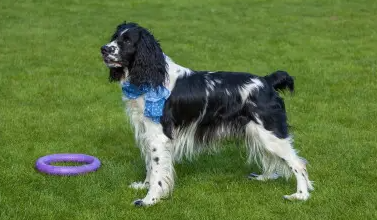养一只英国可卡犬每月成本多少