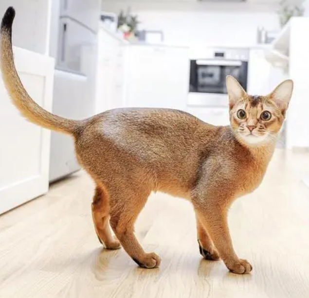 纯种阿比西尼亚猫价格