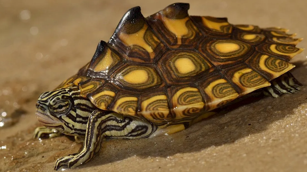 黄斑地图龟如何过冬?在这两个地方冬眠很安全